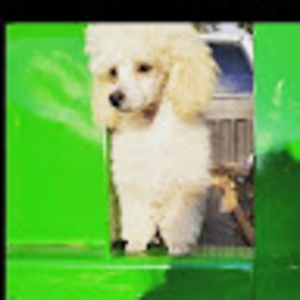 Meet your Posher, Anna